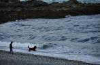 Cão enfrenta as águas geladas de praia no fiorde de Haines, no sudeste do Alaska